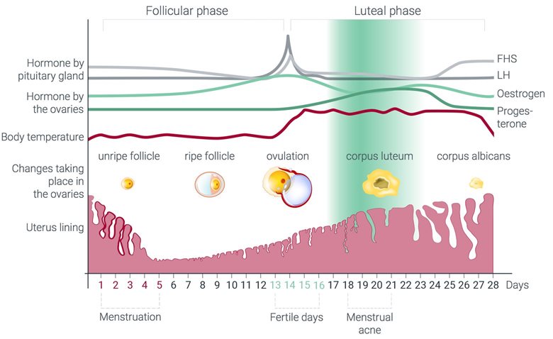 Hormone fluctuations during the menstrual cycle