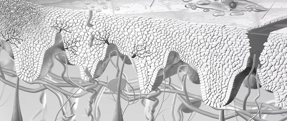 رسم توضيحي لتجدد البشرة