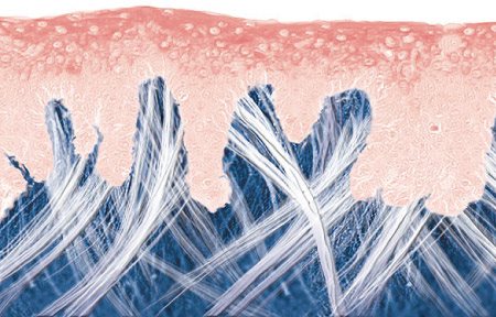 عرض بياني لبنية البشرة الفتية