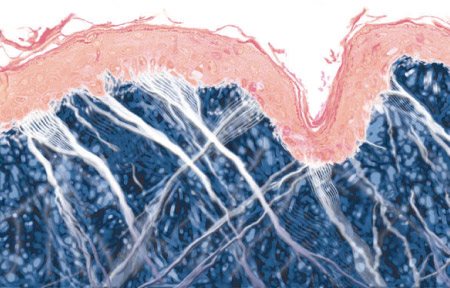 عرض بياني لبنية البشرة الأكبر سناً