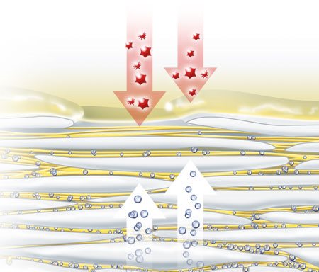 رسم توضيحي لعوامل ترطيب طبيعية تتبخر عبر الجلد