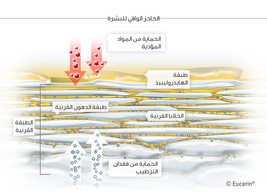 رسم بياني للبشرة و الطبقة القرنية